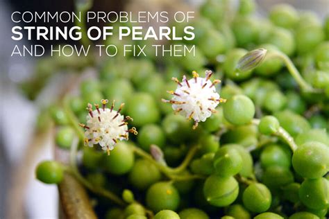 string rot|Common Problems of String of Pearls and How To Fix Them